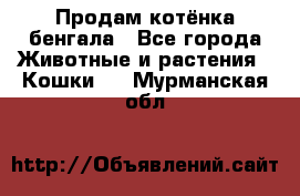 Продам котёнка бенгала - Все города Животные и растения » Кошки   . Мурманская обл.